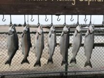 Six salmon hanging on a fence.