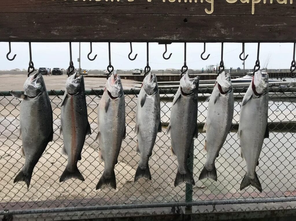 Six salmon hanging on a fence.