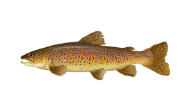 A brown trout is shown in this image.